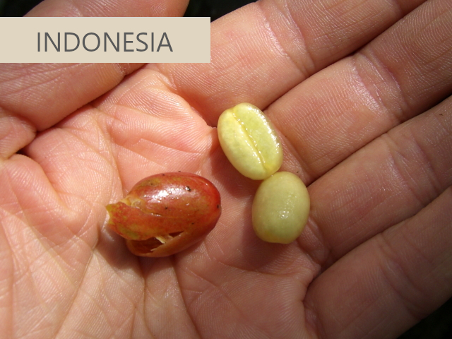 インドネシアコーヒー