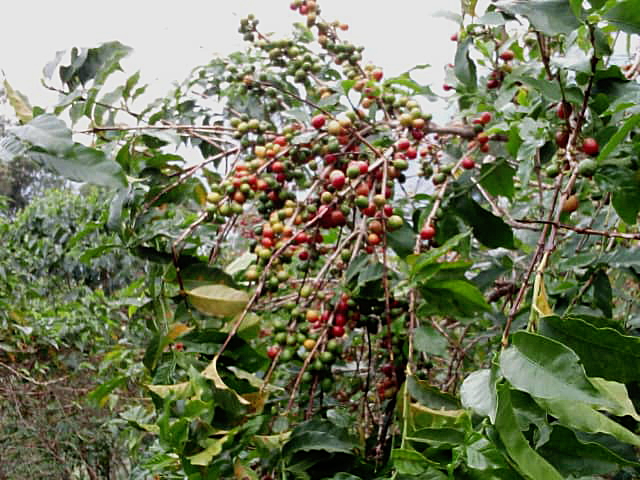 ルワンダコーヒー