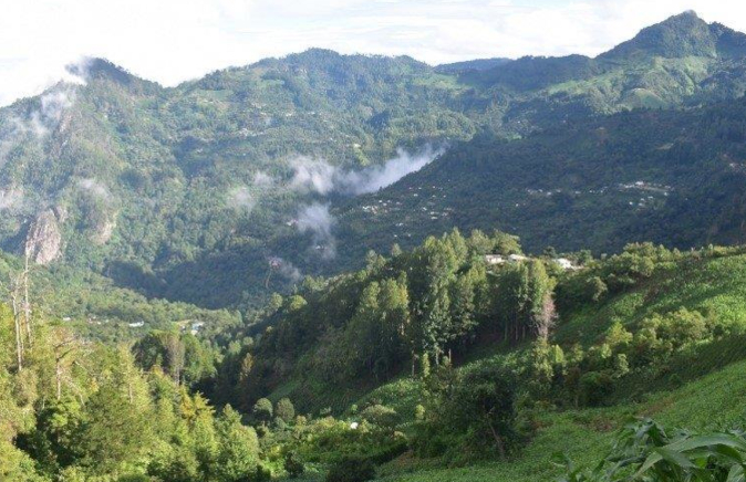 ホンジュラスコーヒー