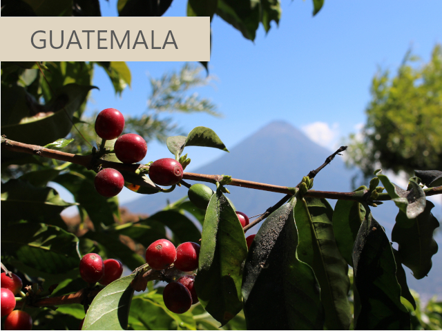 グァテマラコーヒー
